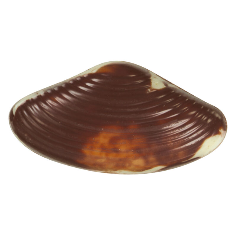 Seashells - Praline filled marbled seashells 12.5g - 14 trays